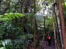 Rain forest: Even though the trail was wet throughout, we really felt in a different world in here - Maine it wasn